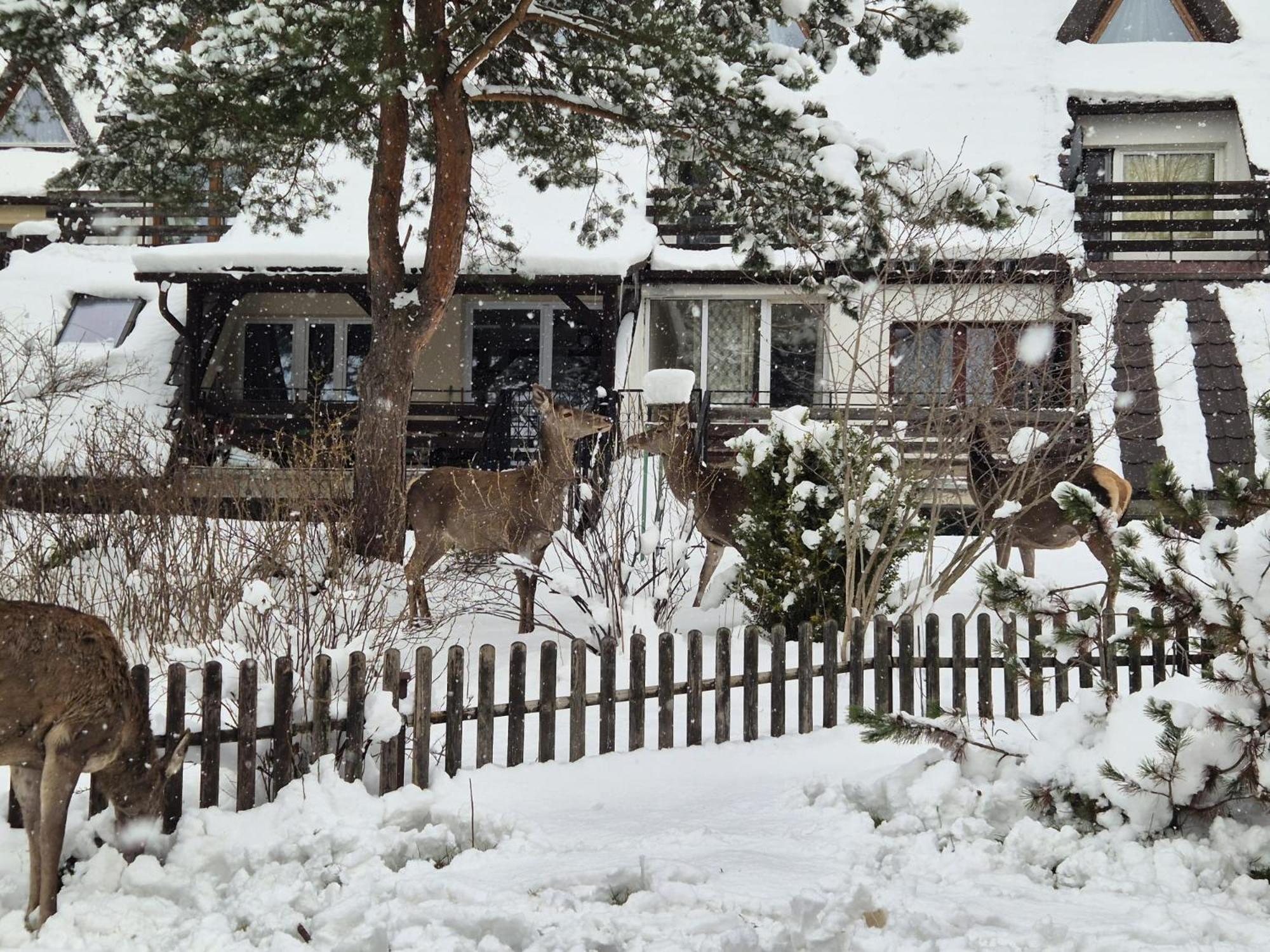 Apartament Wokol Stolu Закопане Экстерьер фото